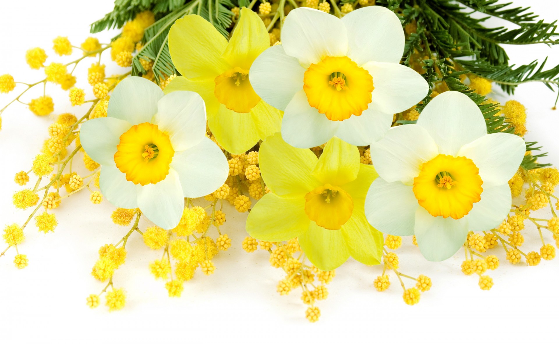 narcissy tonkij cvety zheltyj vesnoj belyj mimoza